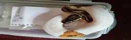 Python Snake reptiles for sale: Cb royal pythons  - Advert 24