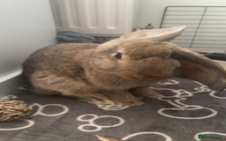 Continental Giant rabbits for sale: Hi, this is Míro, the Continental Giant! - Image 10