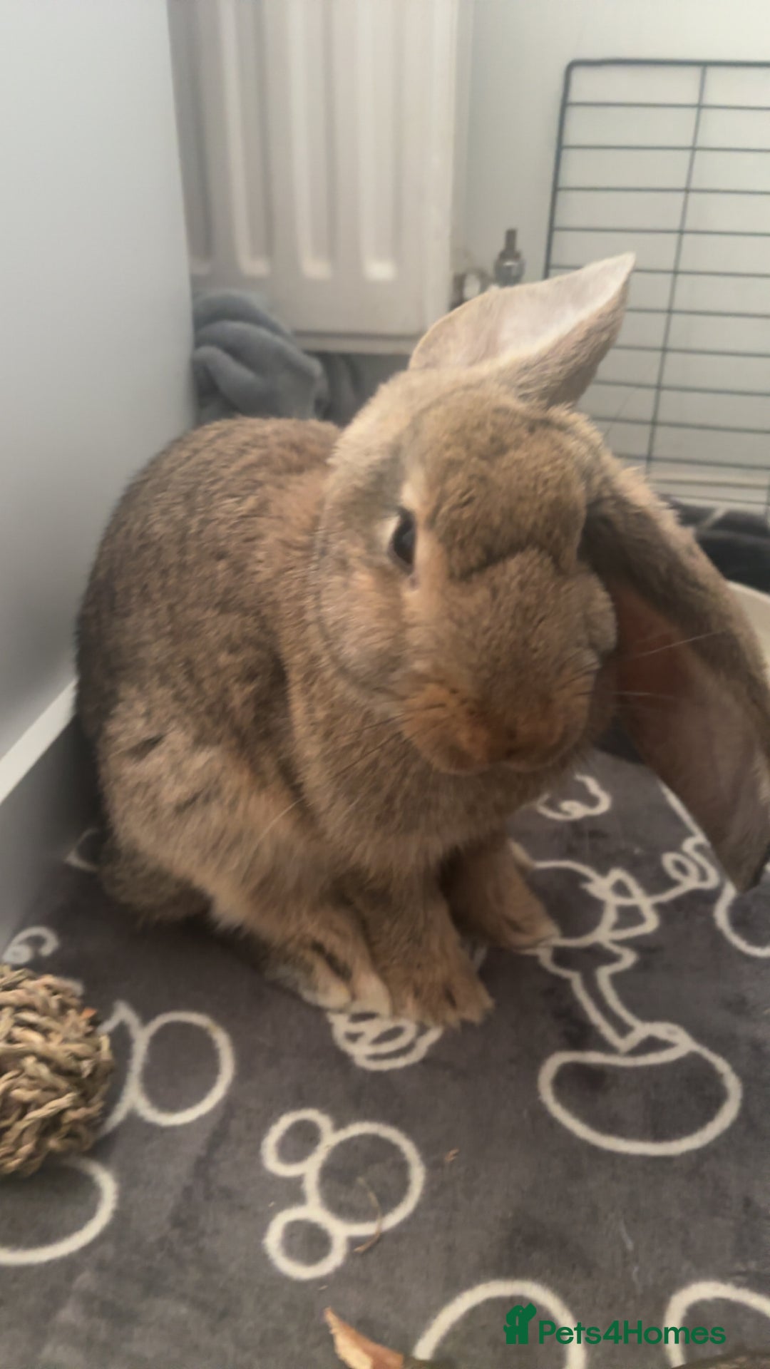 Continental Giant rabbits for sale: Hi, this is Míro, the Continental Giant! - Image 10