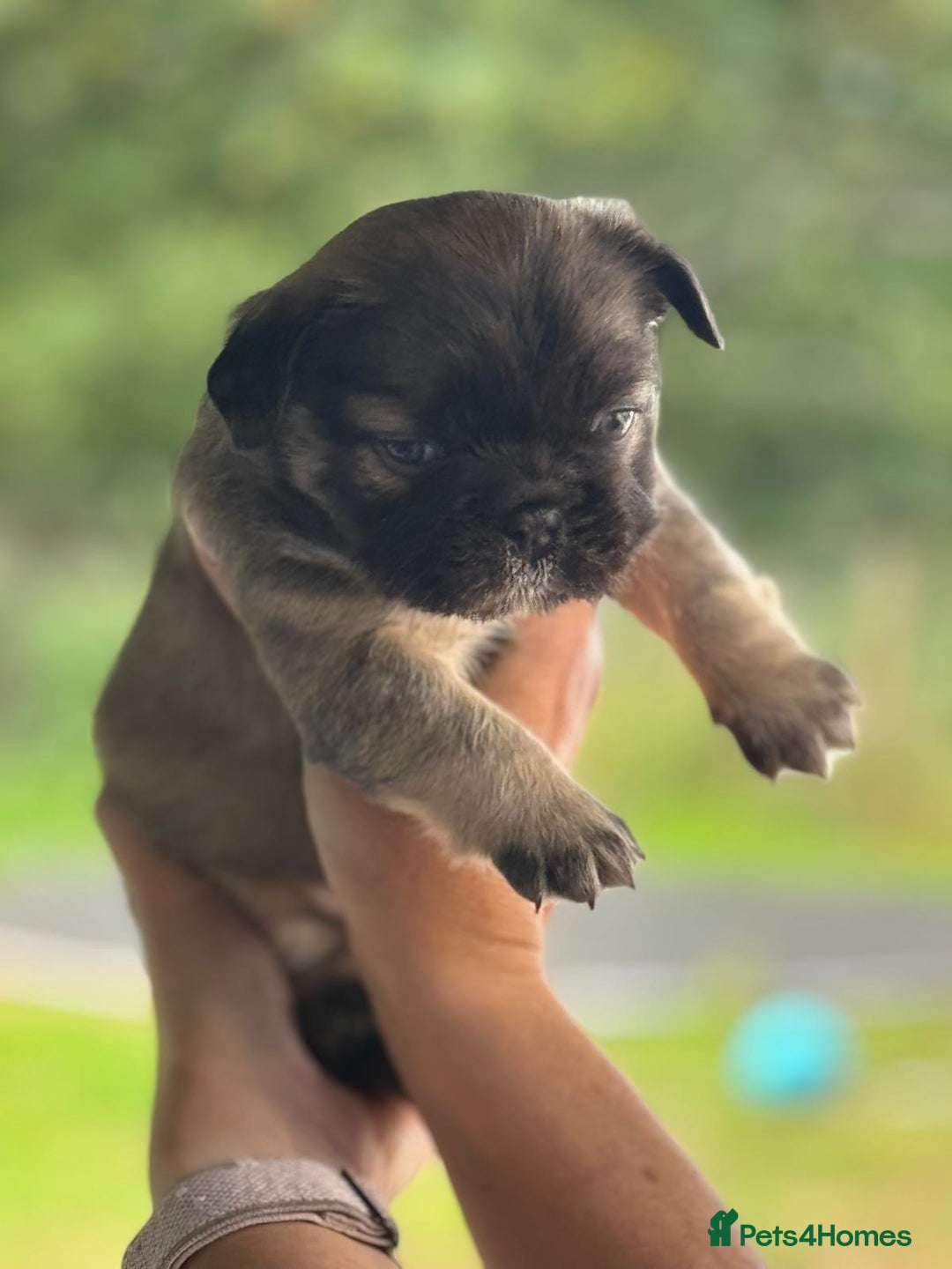 French Bulldog dogs for sale: *Fluffy Frenchie Pups* - Advert 24