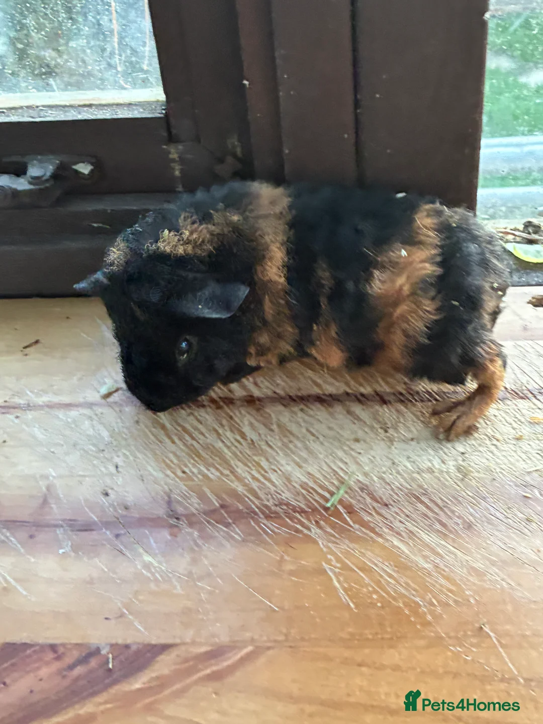 Gallery Image {{count}}