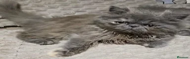 Persian 1
