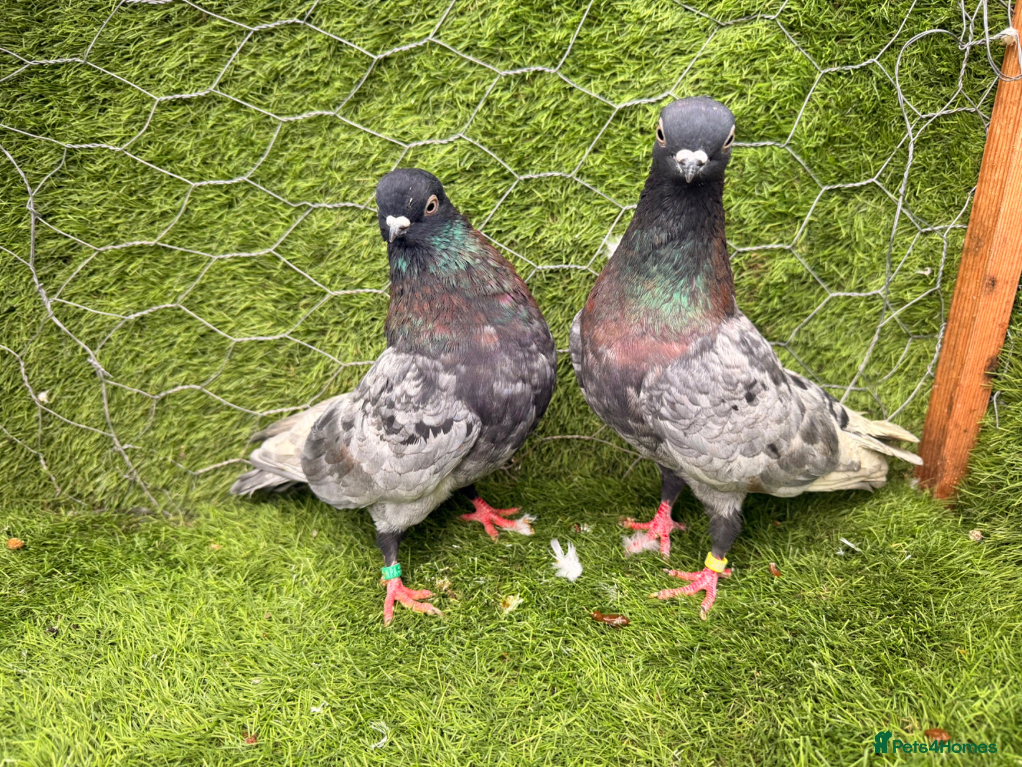 Pigeons birds Strong Breeding Pigeon Pairs – £70 Per Pair - Advert 1
