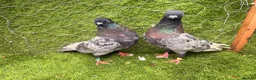 Pigeons birds for sale: Any Pair £65 - Healthy Breeding Pigeons - Advert 4
