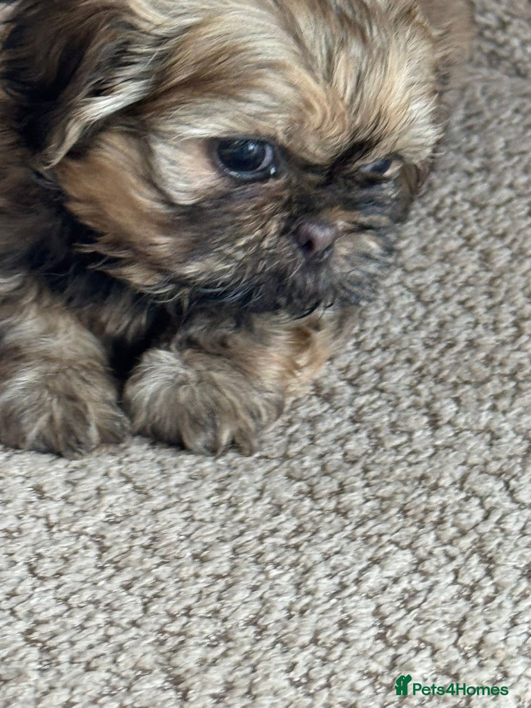 Shih Tzu dogs for sale: Shihtzu pups  - Image 11