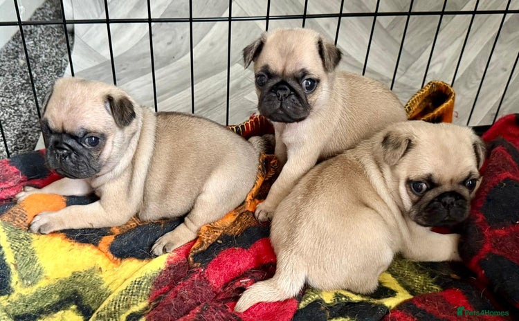 Pug dogs - Advert 1