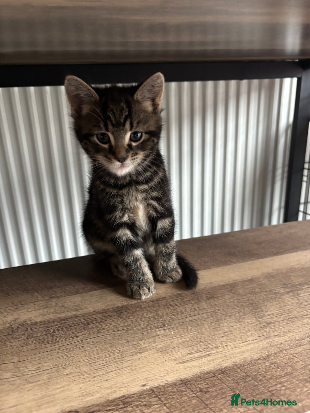 Mixed Breed cats for sale: Adorable male kittens for sale  - Advert 6