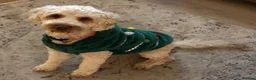 Cockapoo dogs for stud: Teddy our gorgeous 3 years old F1 Cockapoo  - Advert 14
