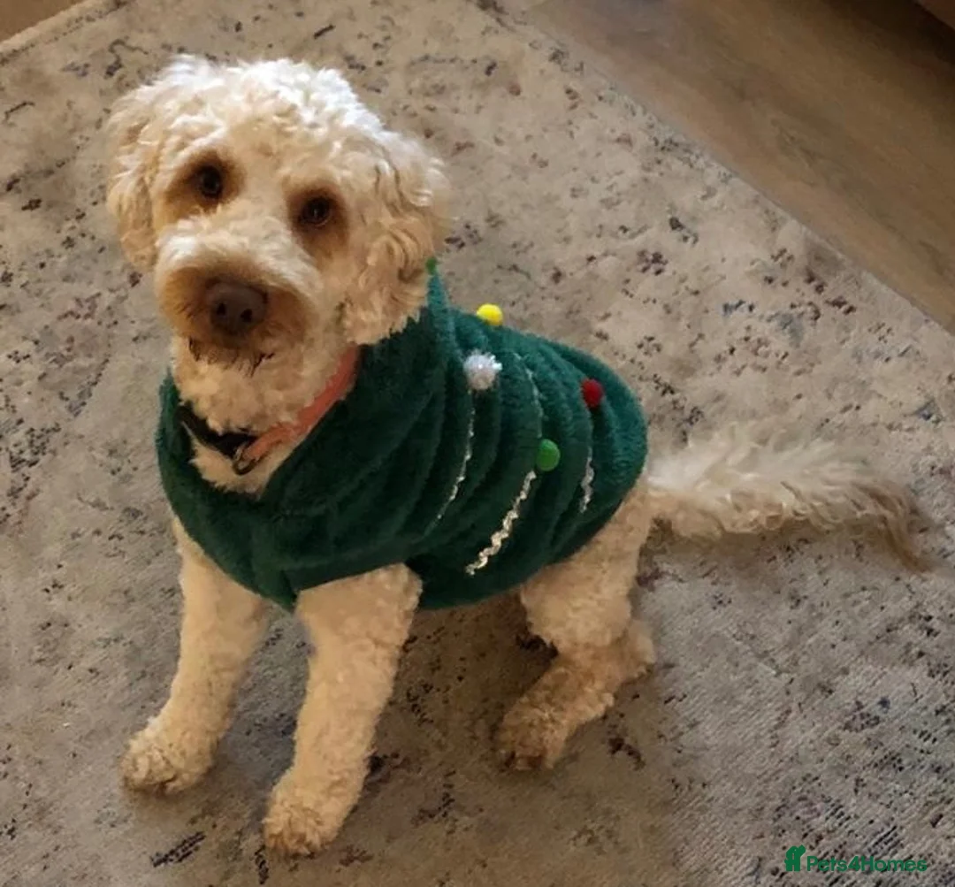 Cockapoo dogs for stud: Teddy our gorgeous 3 years old F1 Cockapoo  - Advert 14