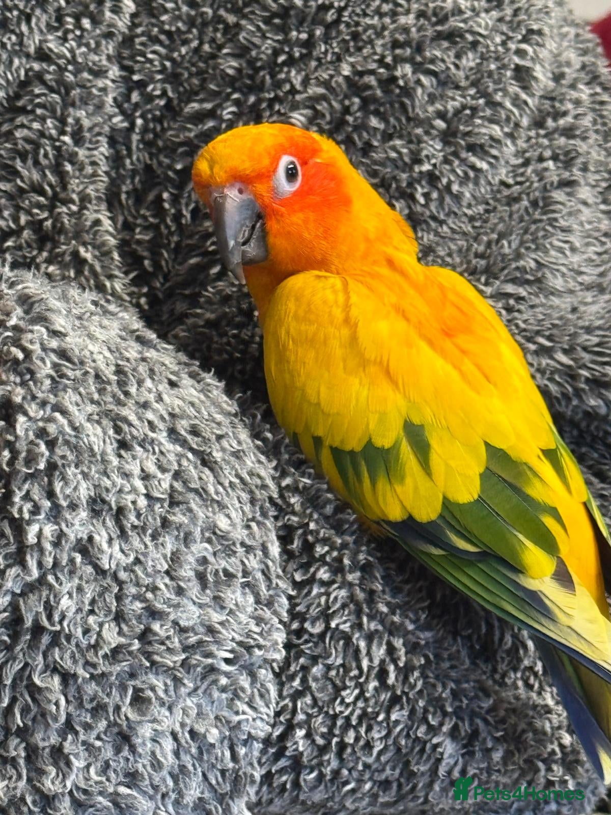Conures birds Tamed Sun Conure with Cage - Advert 1