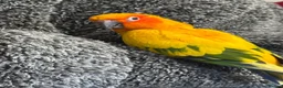 Conures birds for sale: Tamed Sun Conure with Cage - Advert 1