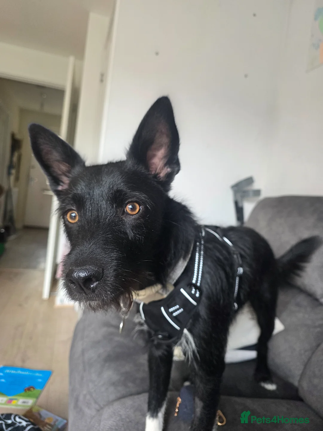 Mixed Breed dogs for sale: Pattadale x collie in Basingstoke - Advert 2