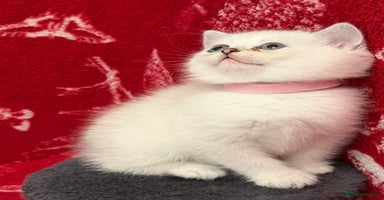 British Shorthair cats - Advert 6