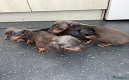 Dachshund dogs for sale: Dachshund puppys - Image 6