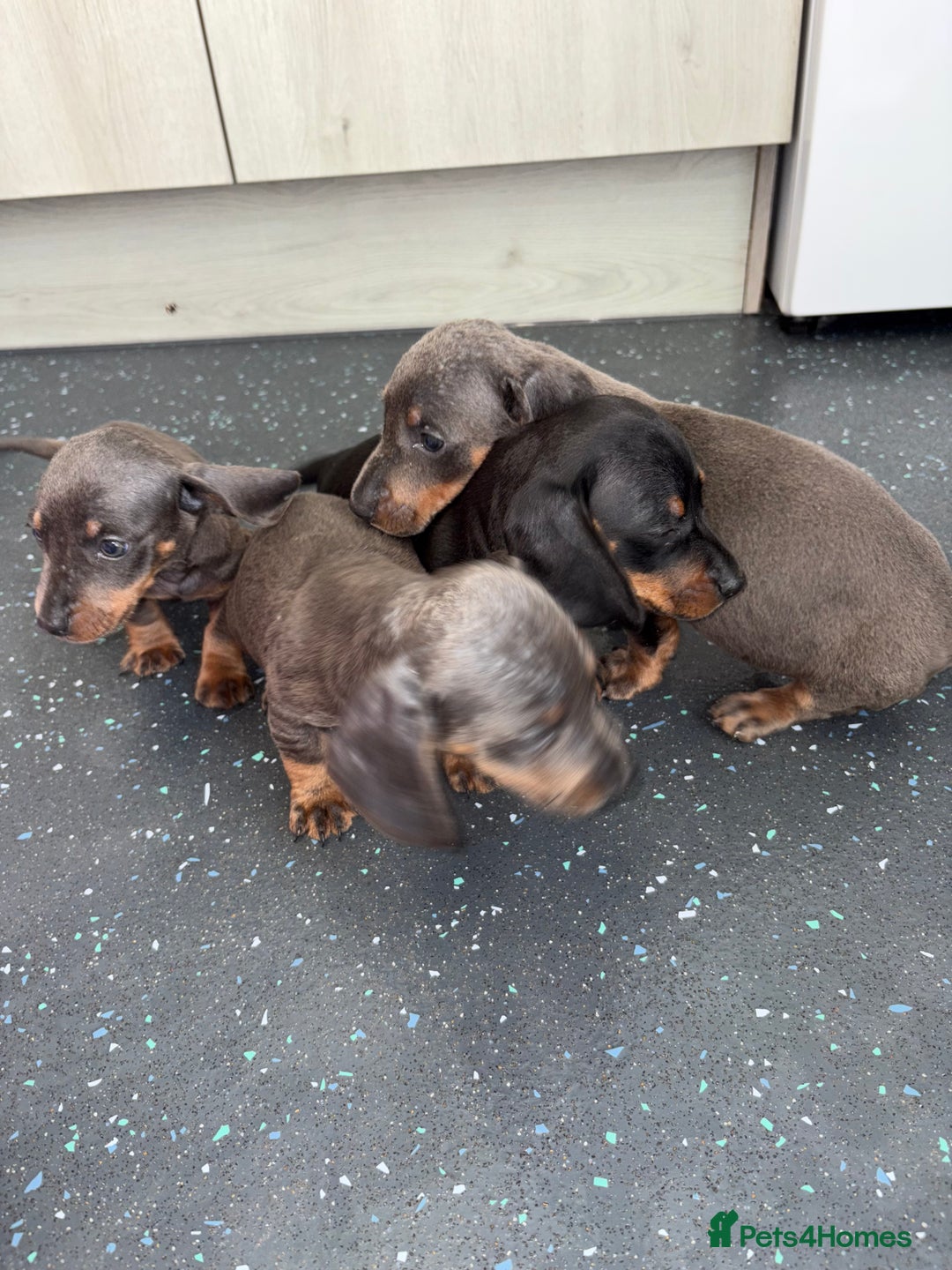 Dachshund dogs for sale: Dachshund puppys - Image 6