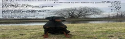 Dobermann dogs for sale: Dobermans for sale - Advert 2