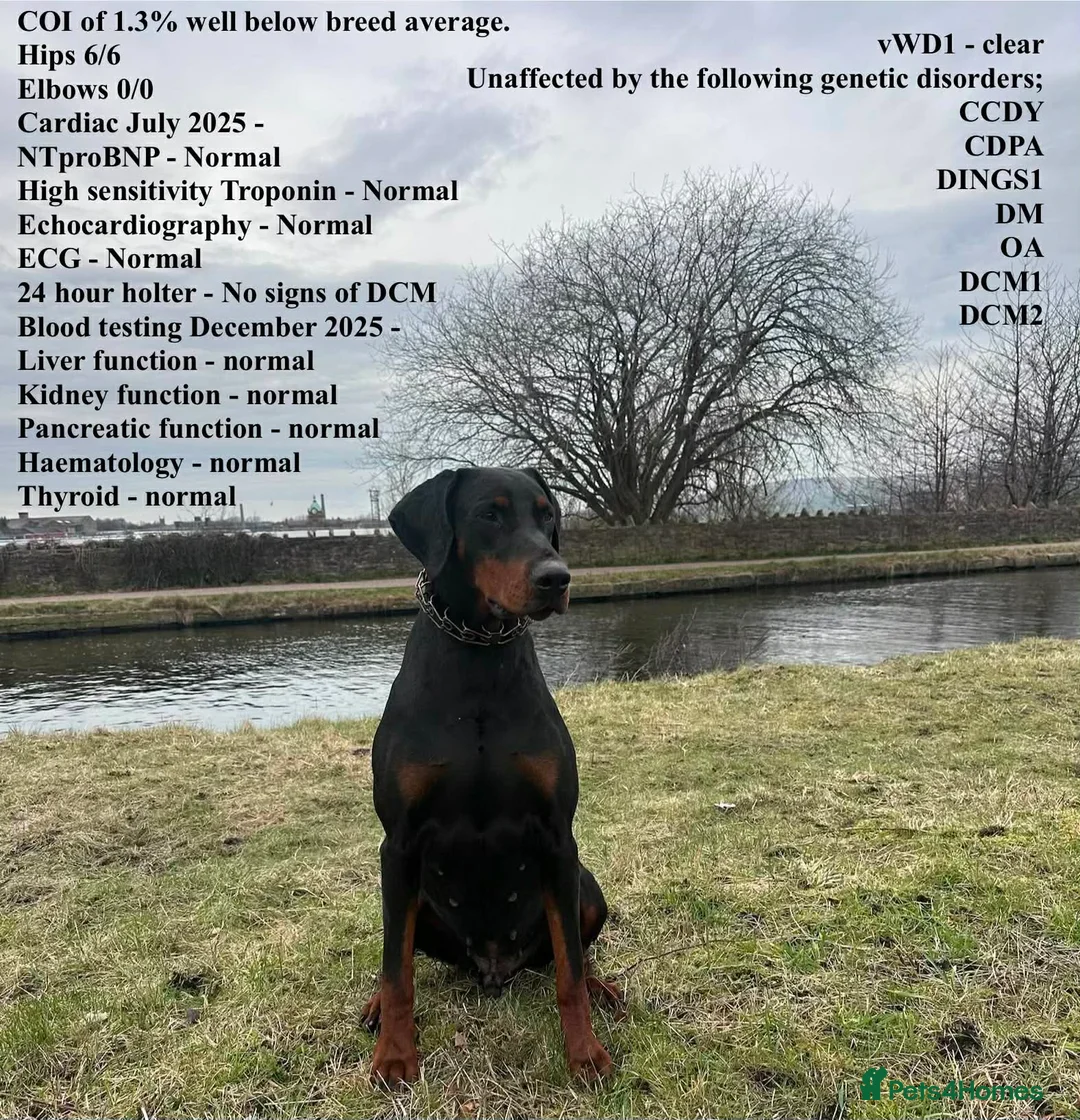 Dobermann dogs for sale: Dobermans for sale - Advert 2