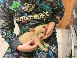 Chihuahua dogs Chihuahua - Advert 5