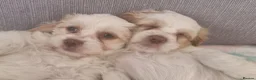 Mixed Breed dogs for sale: Hybrid dogs - Advert 2