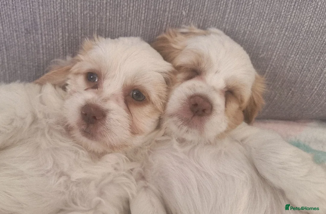 Mixed Breed dogs for sale: Hybrid dogs - Advert 2