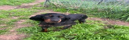 Gordon Setter dogs for adoption: Ona   - Advert 5