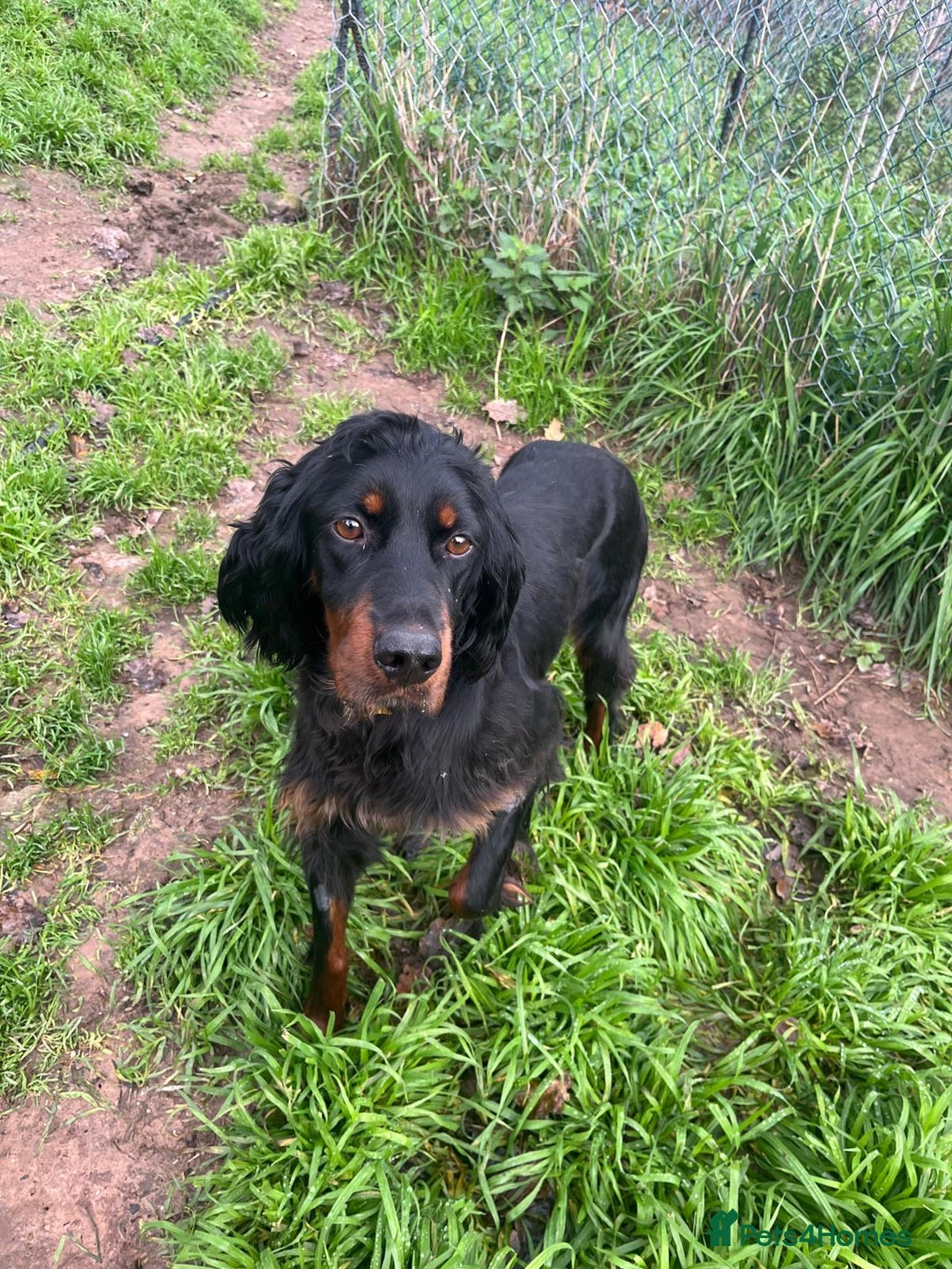 Gordon Setter dogs for adoption: Ona   - Advert 5