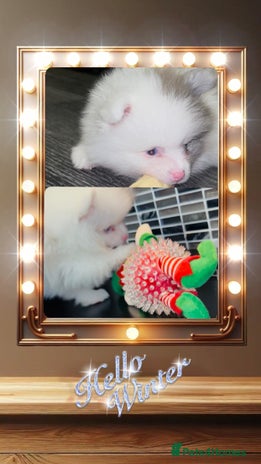 Pomeranian dogs ✨🐶SPECIAL Teddy Bear🧸 SMALL SKY🩵BLUE 👀 POMS🐶✨ - Advert 10