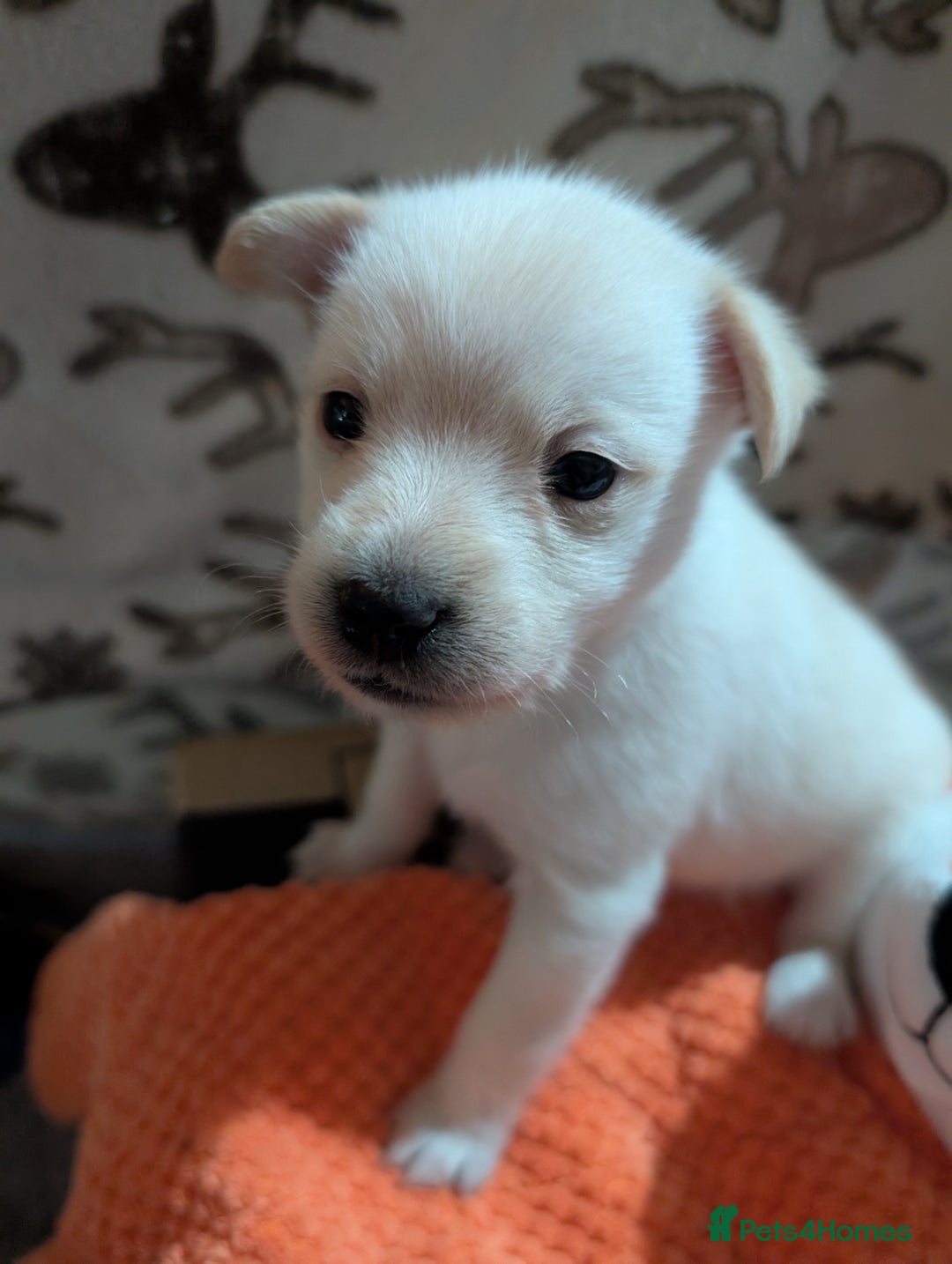 Pomapoo dogs for sale: Pomanauzepoo - Advert 3