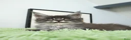 Maine Coon cats for sale: Only one stunning kitten left.  - Advert 7