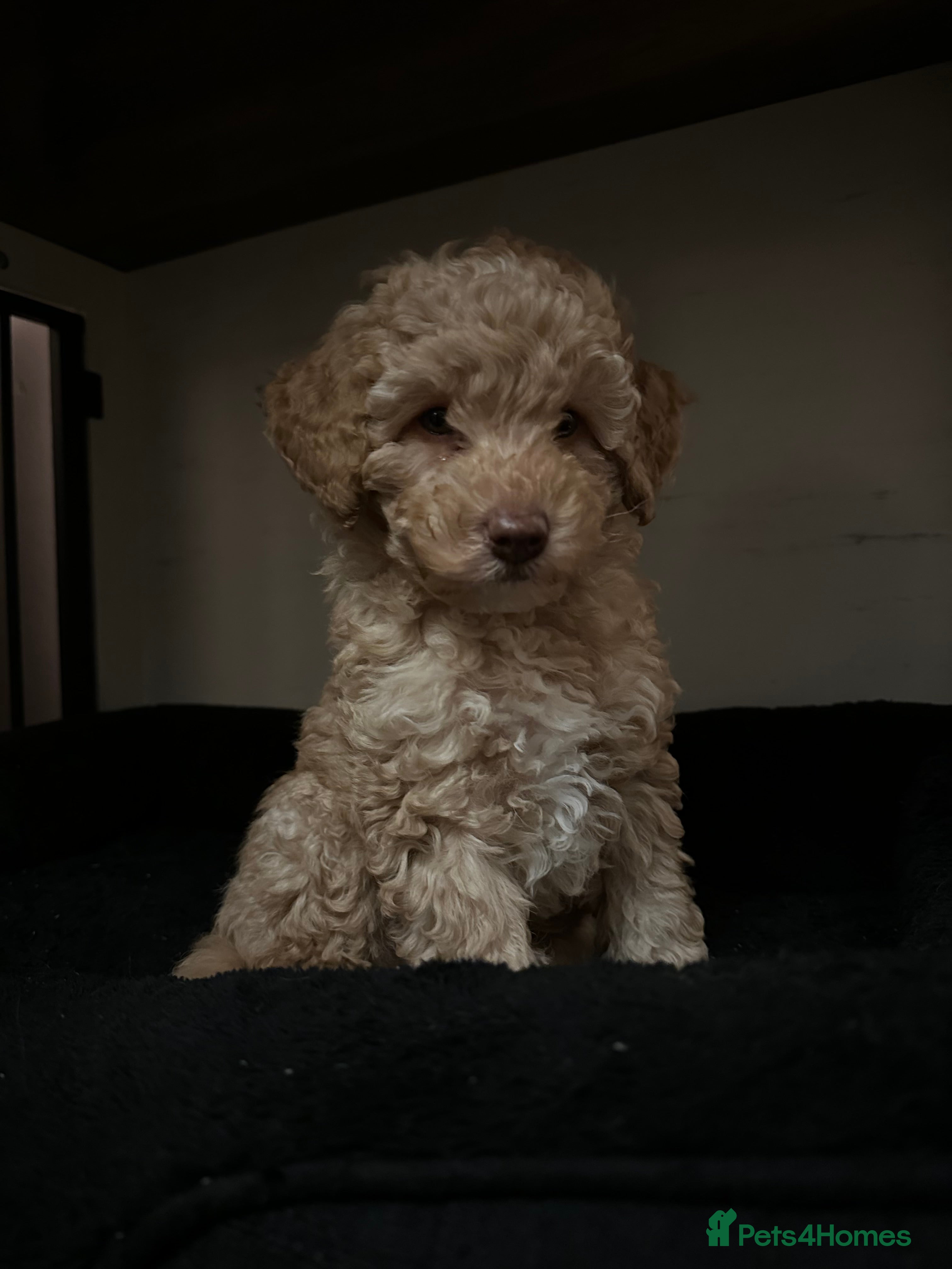 Cavapoo dogs 💥ONE BOY LEFT-READY TO LEAVE NOW💥 F1B Cavapoos. - Advert 3