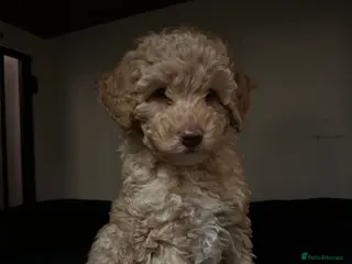 Cavapoo dogs 💥ONE BOY LEFT-READY TO LEAVE NOW💥 F1B Cavapoos. - Advert 4