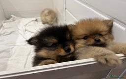 Pomeranian dogs for sale: Two 8 week old Pomeranian puppies  - Image 8