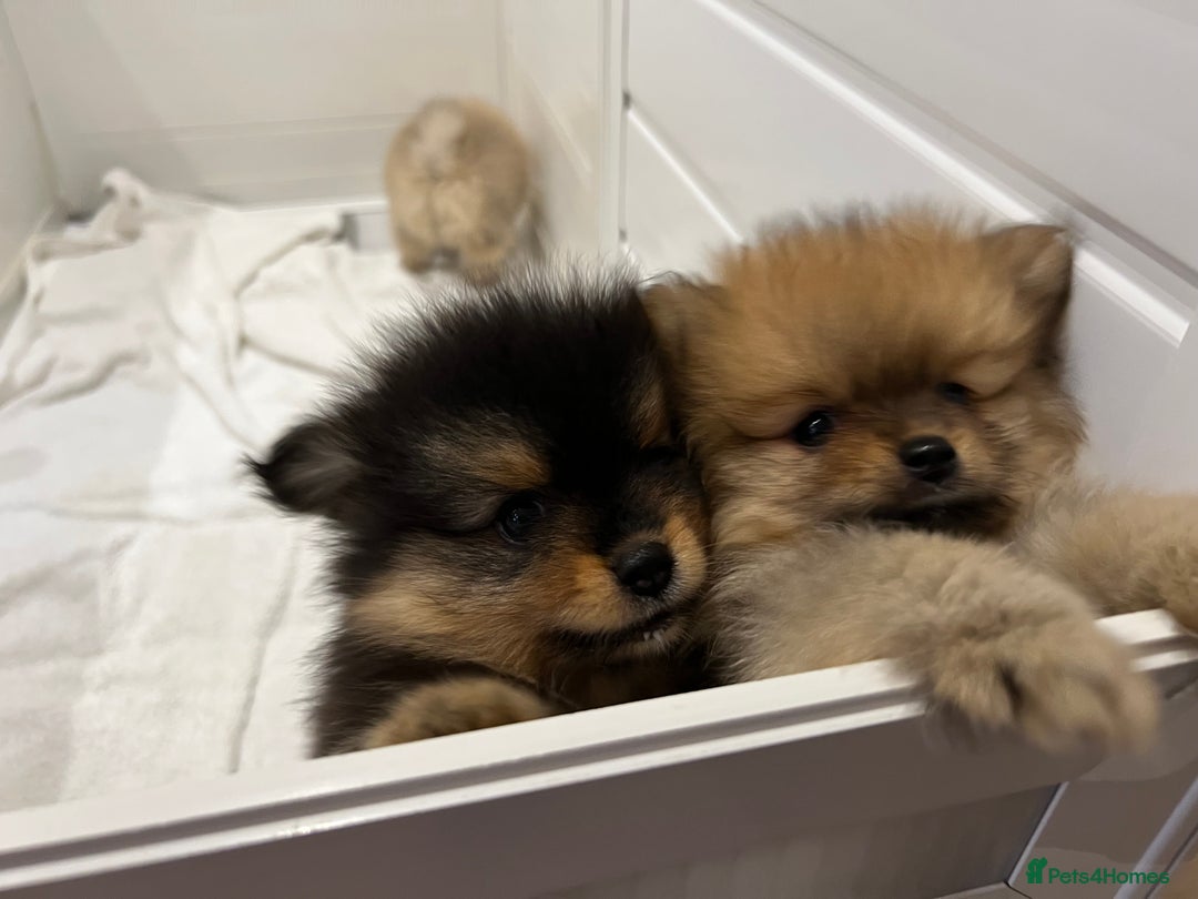 Pomeranian dogs for sale: Two 8 week old Pomeranian puppies  - Image 8