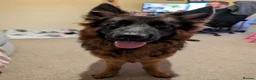 German Shepherd dogs for sale: Chase  in Uxbridge - Advert 1