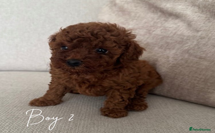 Toy Poodle dogs - Advert 6