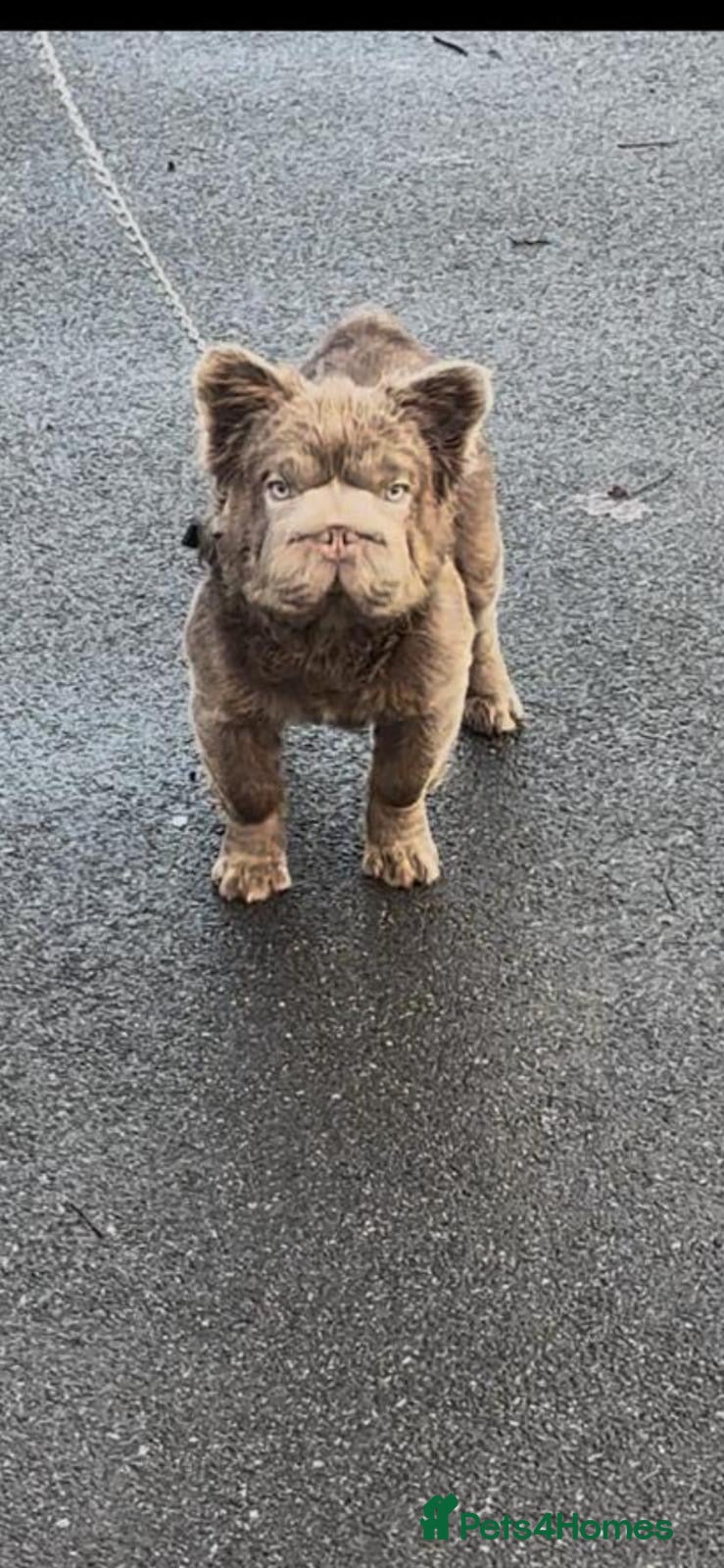 French Bulldog dogs Fluffy Frenchbulldog male  - Advert 5