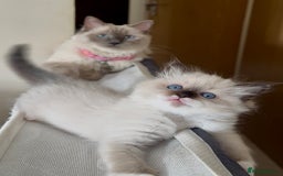 Ragdoll cats for sale: READY SOON!! PUREBRED RAGDOLL KITTENS - Image 5