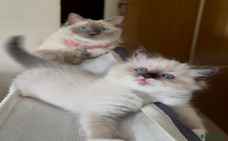 Ragdoll cats - Advert 1