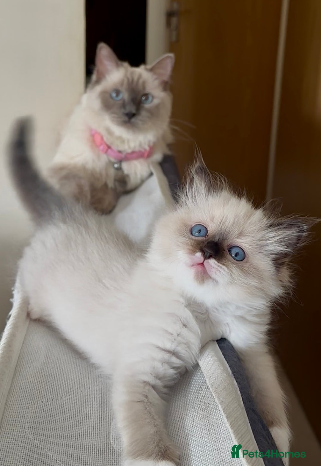 Ragdoll cats for sale: READY SOON!! PUREBRED RAGDOLL KITTENS - Image 5