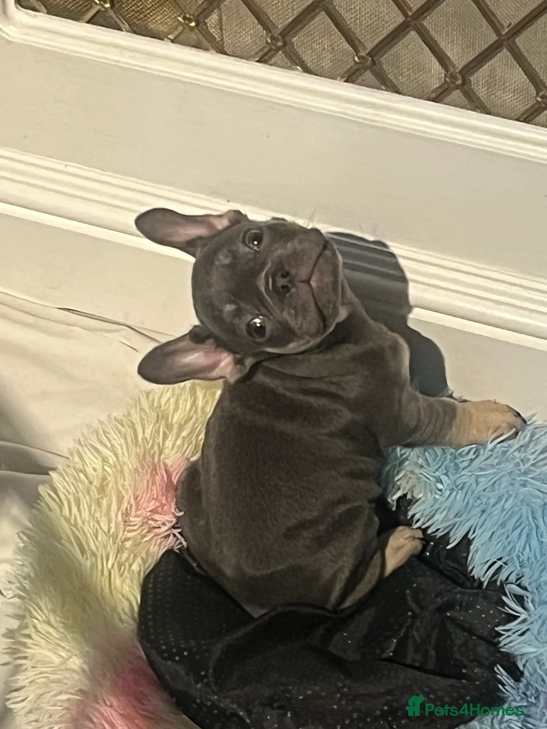 French Bulldog dogs for sale: Beautiful French bulldog pups ready to leave now - Advert 6