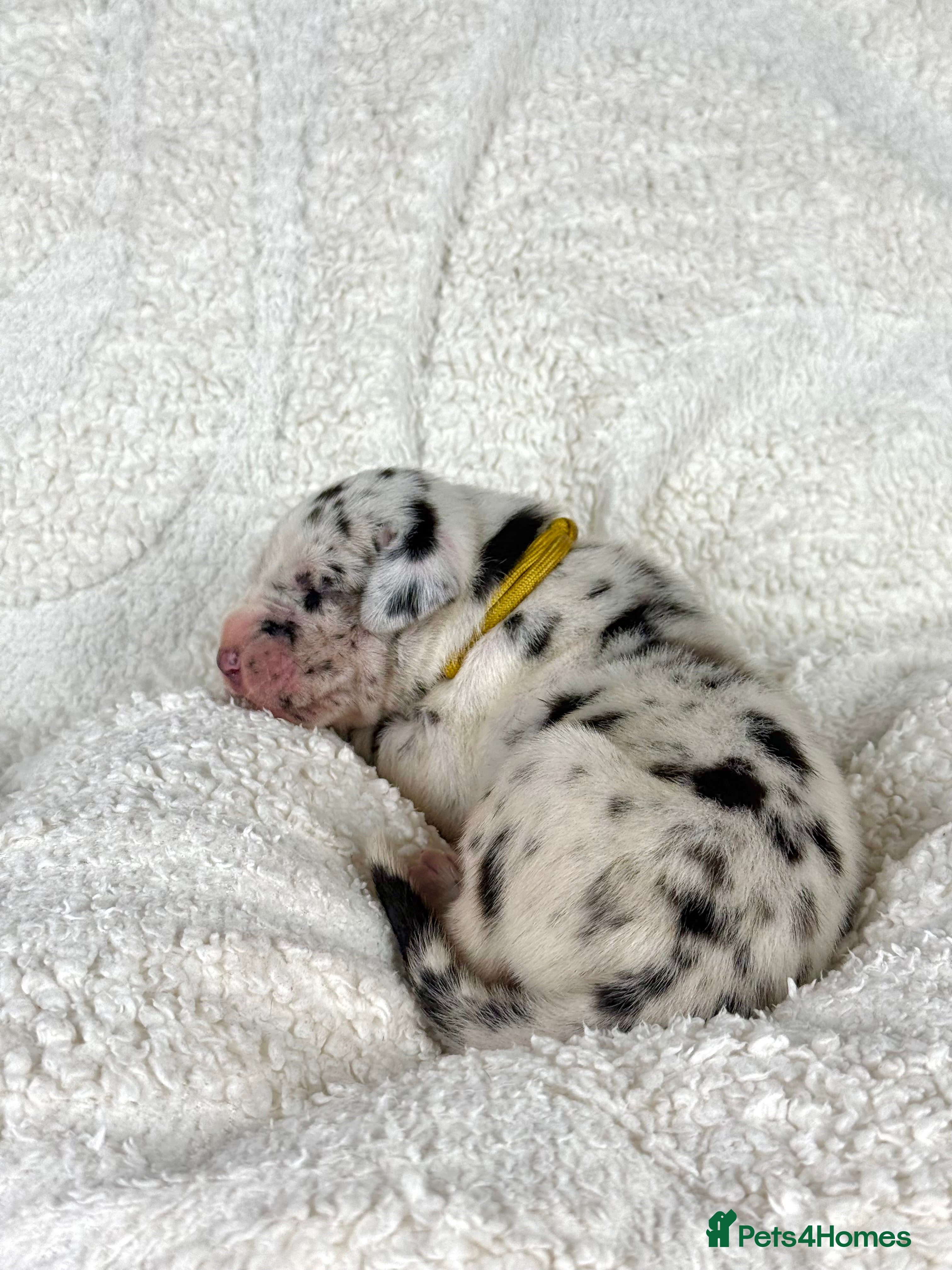 Great Dane dogs KC registered Great Dane puppies - Advert 6