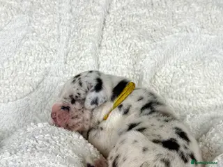 Great Dane dogs KC registered Great Dane puppies - Advert 6