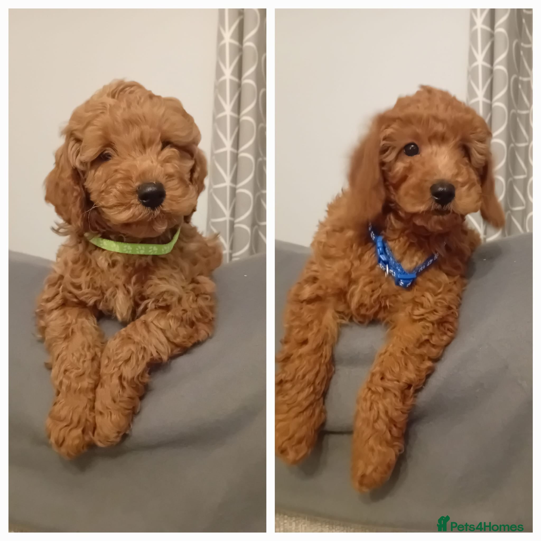 Goldendoodle dogs Goldendoodle puppies - Advert 7