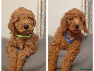 Goldendoodle dogs Goldendoodle puppies - Advert 16