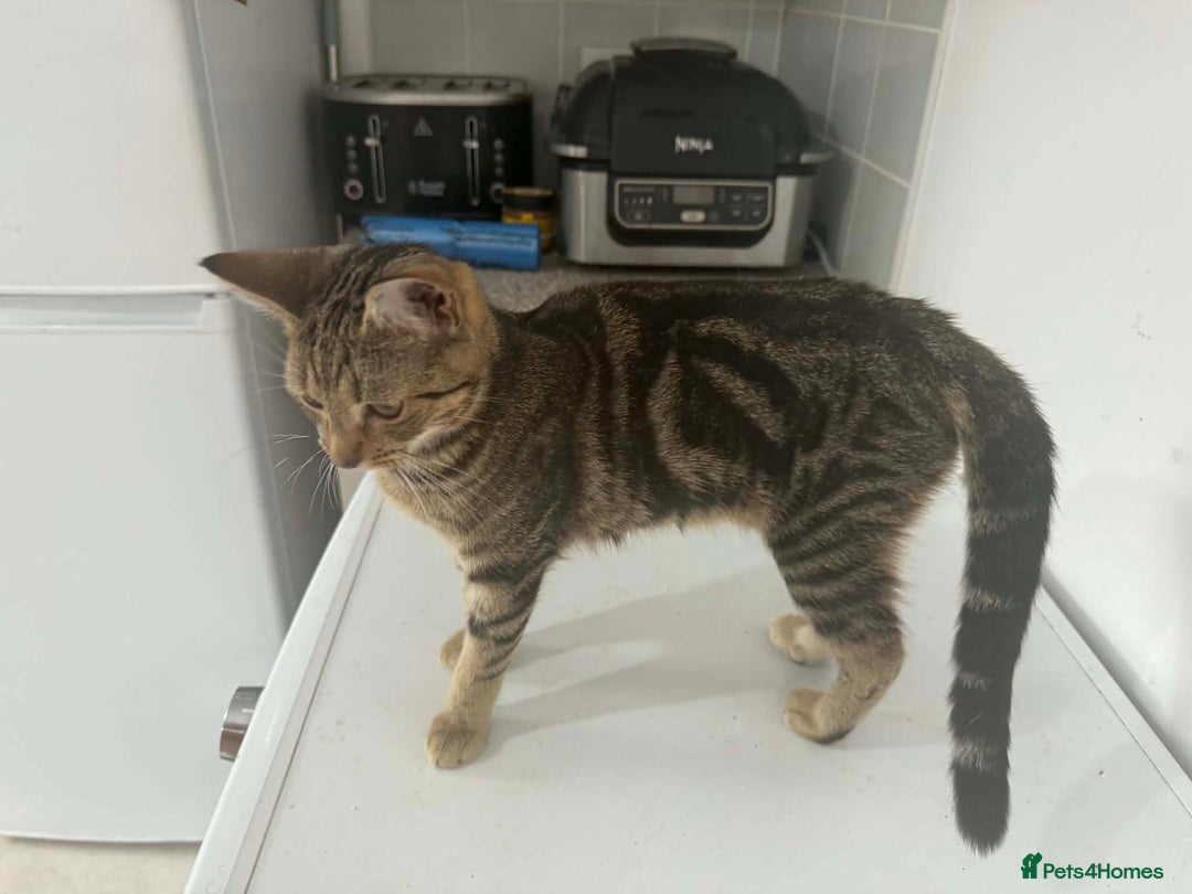 British Shorthair cats for sale: Kittens  - Advert 6