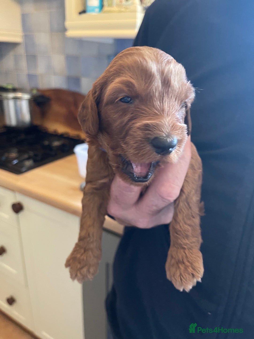 Australian Labradoodle dogs for sale: 100% Pure bred Australian Labradoodle - Advert 33