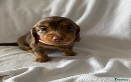 Miniature Dachshund dogs for sale: Pedigree Miniature Long haired Dachshund - Image 1