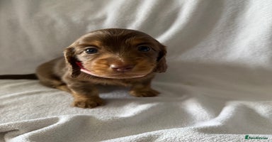 Miniature Dachshund dogs - Advert 13