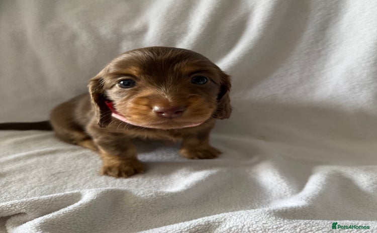 Miniature Dachshund dogs - Advert 14