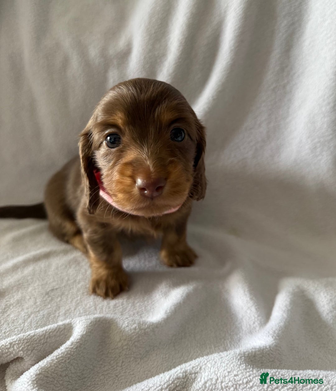 Miniature Dachshund dogs for sale: Pedigree Miniature Long haired Dachshund - Image 1